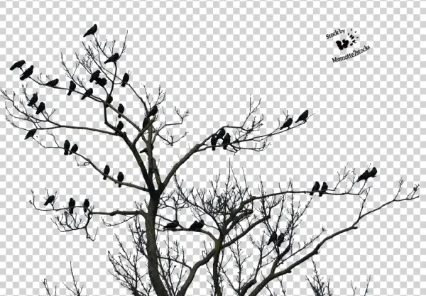 Bare Tree Branches with Birds Transparent PNG