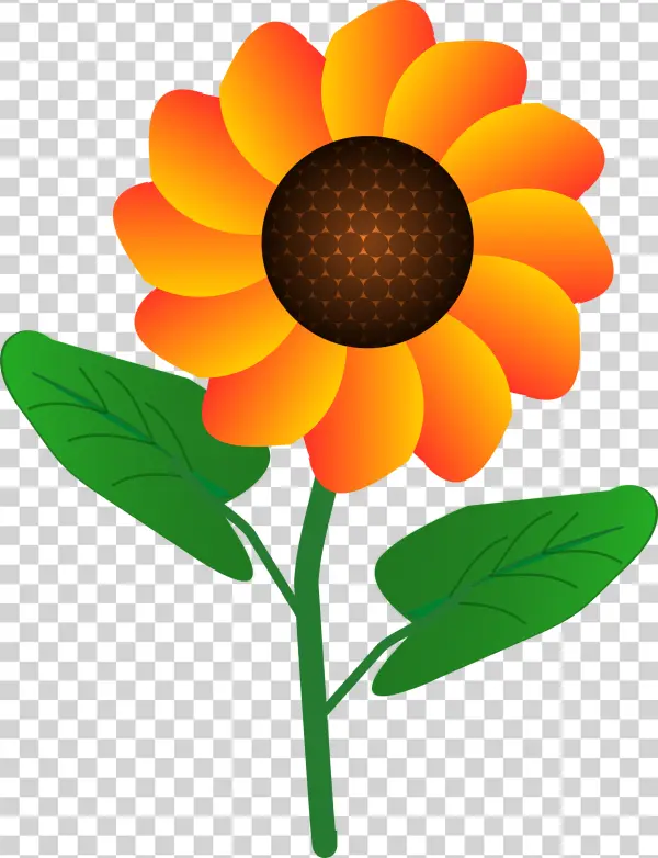 Vibrant Sunflower Illustration PNG Transparent Background