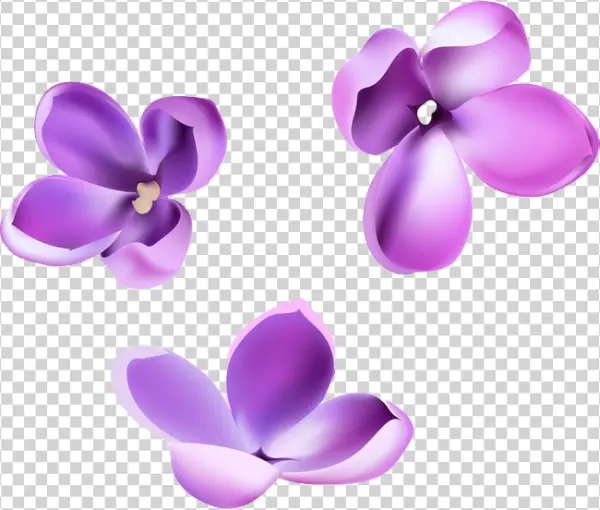 Purple Lilac Flowers PNG Transparent Background