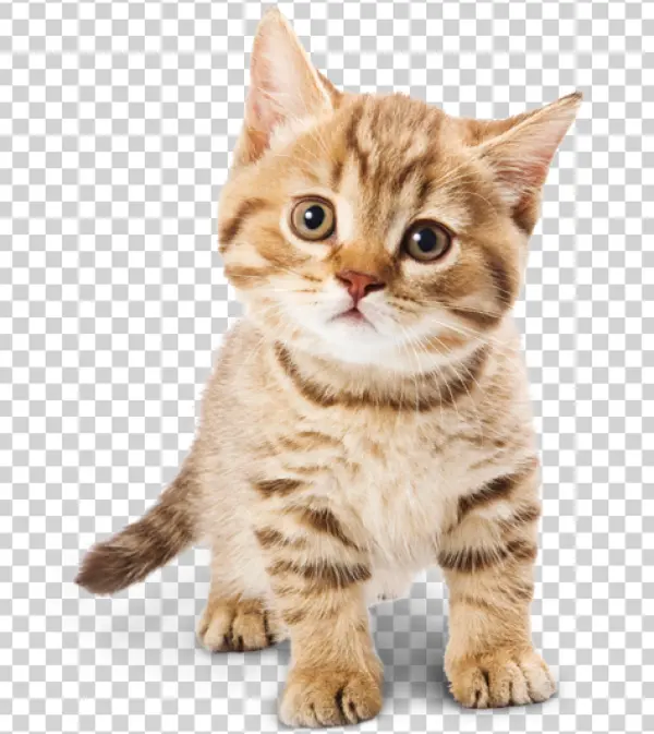 Cute Striped Kitten Transparent Background PNG