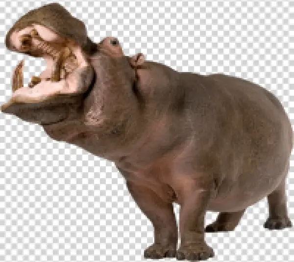Hippopotamus with Open Mouth PNG Transparent Background