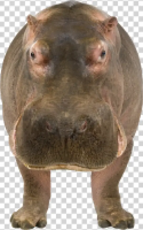 Hippopotamus Front View PNG Transparent Background