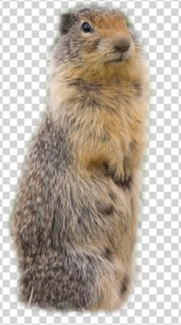 Groundhog Standing Up Transparent Background PNG