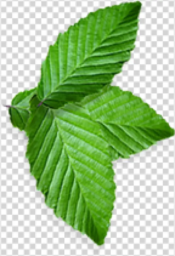 Fresh Green Leaves PNG Transparent Background
