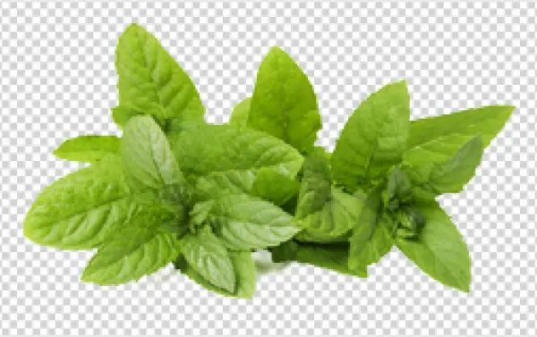 Fresh Mint Leaves PNG Transparent Background