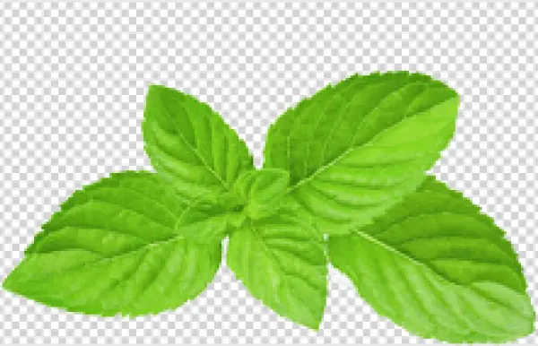 Fresh Green Mint Leaves PNG Transparent