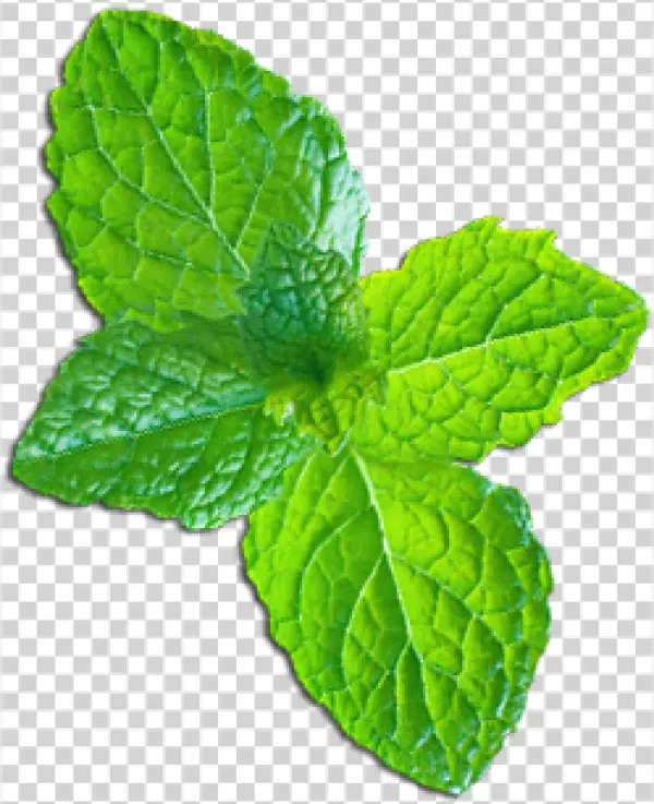 Fresh Green Mint Leaves PNG Transparent Background
