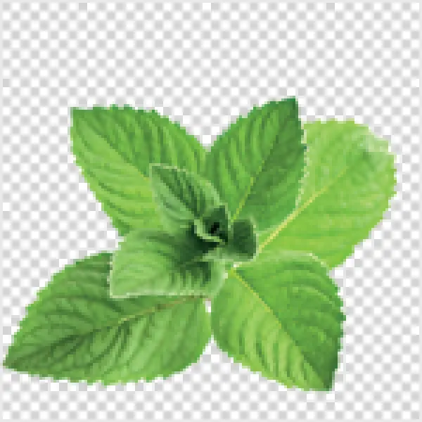Fresh Mint Leaves PNG Transparent Background