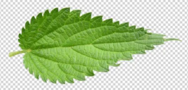 Fresh Green Leaf Transparent Background PNG