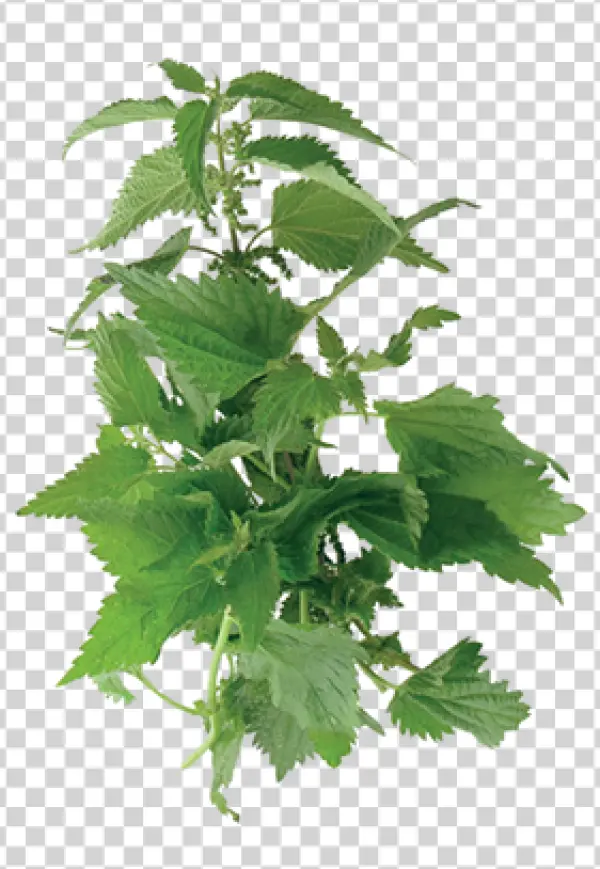 Fresh Green Nettle Plant PNG Transparent Background