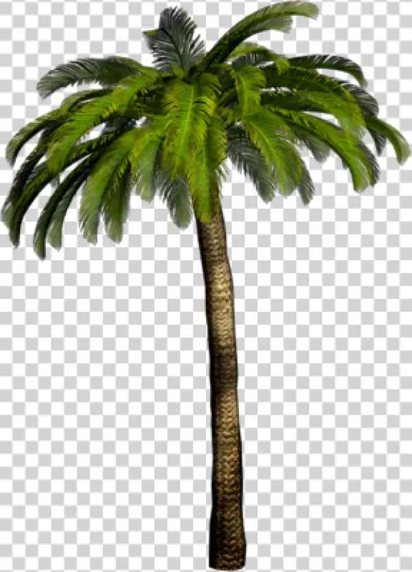 Realistic Palm Tree PNG Transparent Background