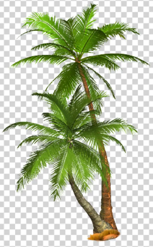 Two Palm Trees PNG Transparent Background