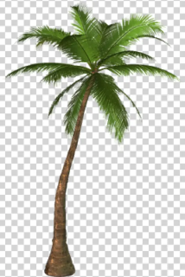 Realistic Palm Tree PNG Transparent