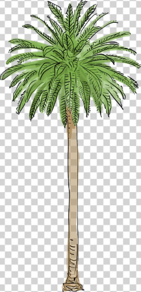 Hand-Drawn Palm Tree PNG Transparent Background