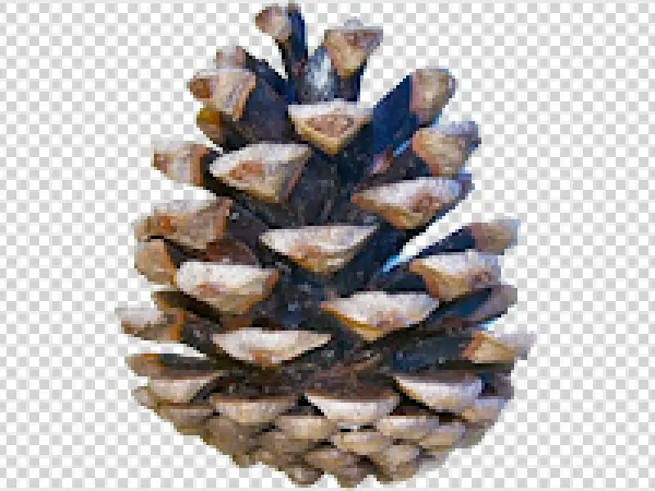 Pine Cone PNG Transparent Background