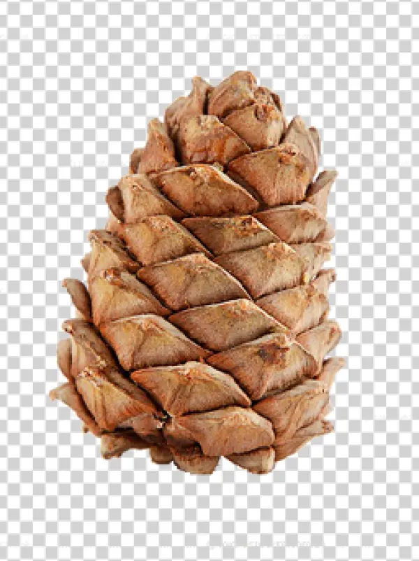 Pinecone PNG Transparent Background