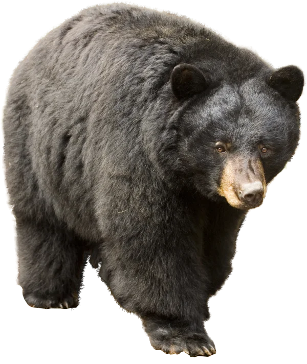 American Black Bear Png