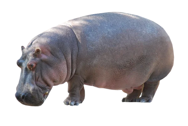 Wild Hippo Png Pic