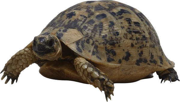 Sea Turtle Png File