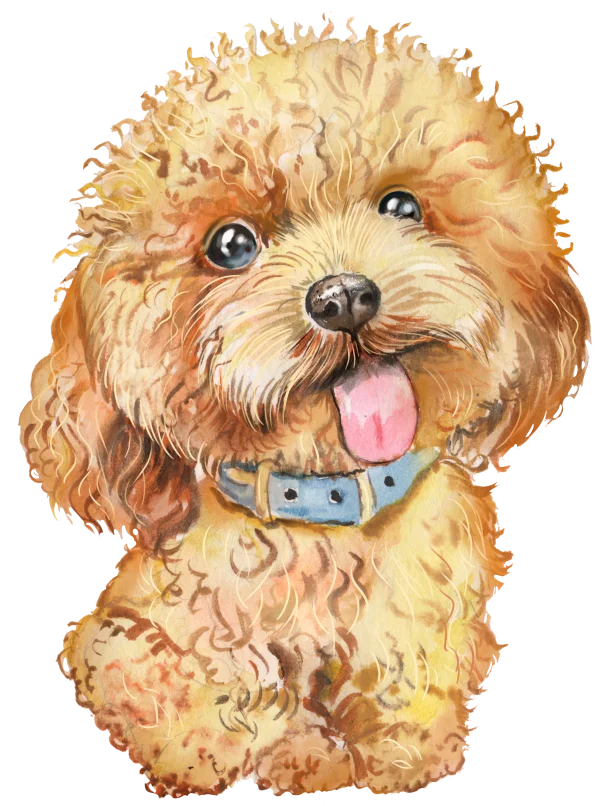 Poodle Png