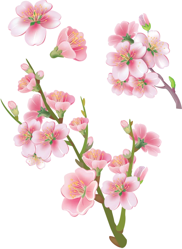 Pink Cherry Blossom Flowers Transparent PNG