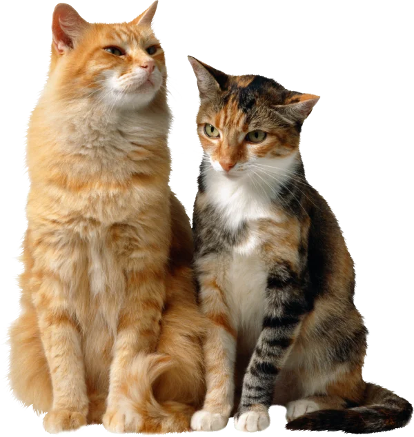 Two Sitting Domestic Cats Transparent PNG