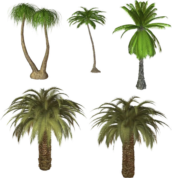 Assorted Palm Trees PNG Transparent Background
