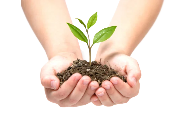 Hands Holding Green Plant Seedling Transparent Background