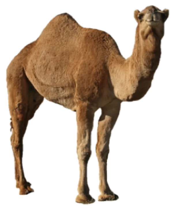 Brown Camel PNG Transparent Background