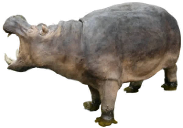 Hippopotamus Yawning Transparent PNG