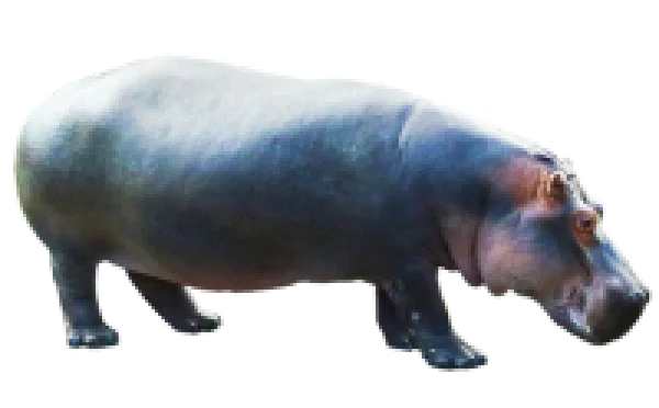 Hippopotamus Transparent Background PNG