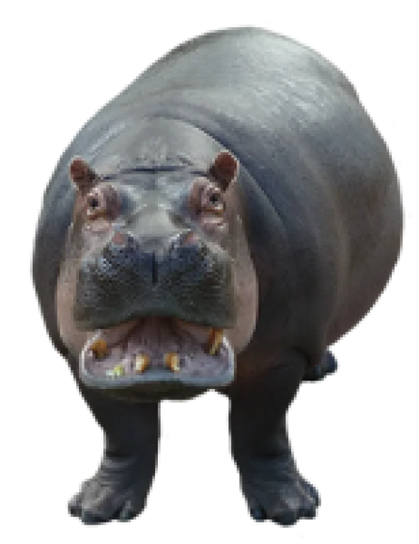 Hippopotamus Transparent Background PNG