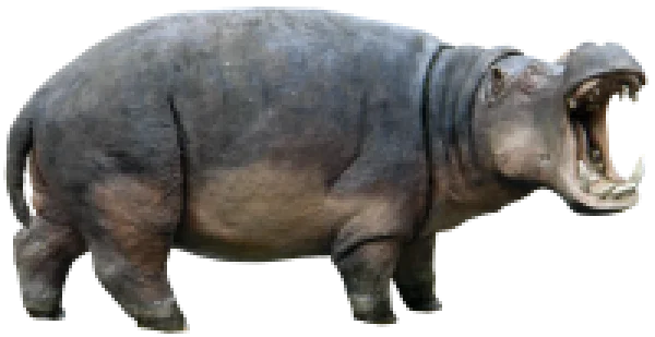Hippopotamus Yawning PNG Transparent Background
