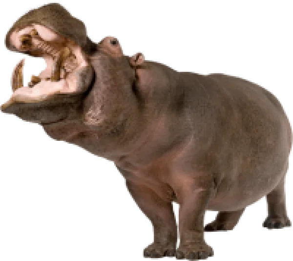 Hippopotamus with Open Mouth PNG Transparent Background