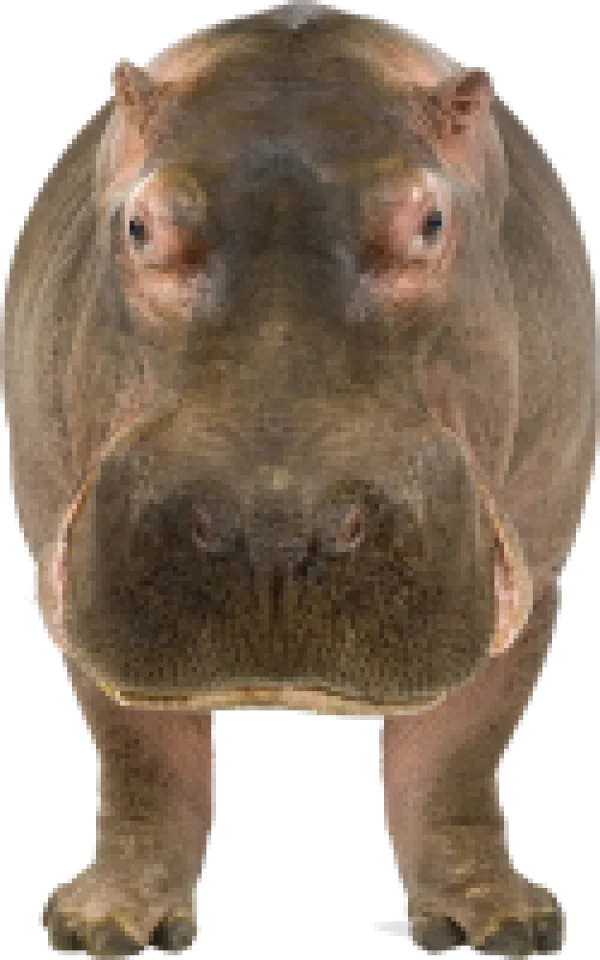 Hippopotamus Front View PNG Transparent Background
