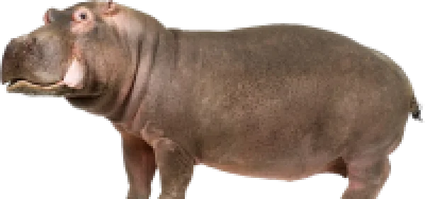 Hippo PNG Transparent Background