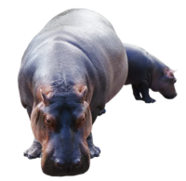 Hippo Mother and Baby PNG Transparent