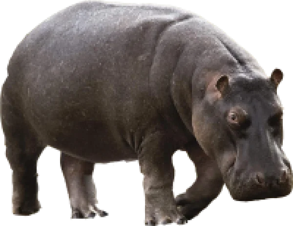 Hippopotamus Transparent Background PNG