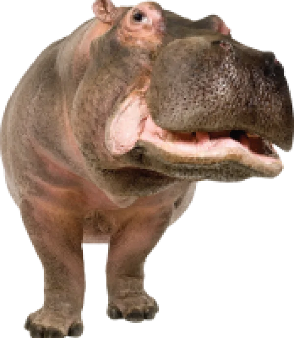 Large Hippopotamus PNG Transparent Background
