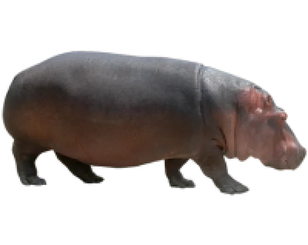 Hippopotamus Transparent Background PNG