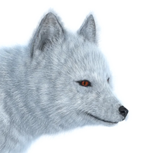 Arctic Fox Head PNG Transparent Background