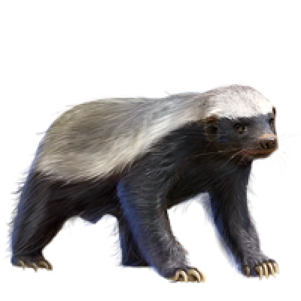Honey Badger PNG Transparent Background