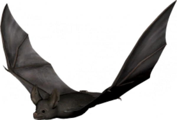 Flying Bat PNG Transparent Background