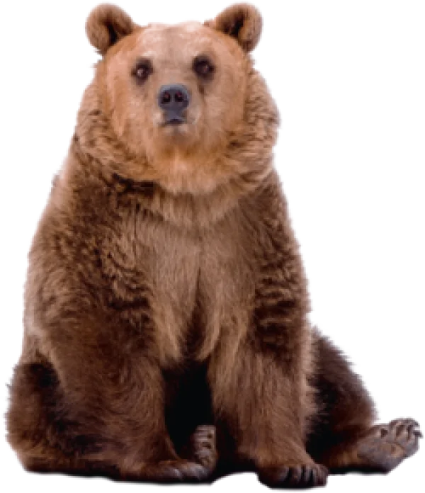 Brown Bear Sitting PNG Transparent Background