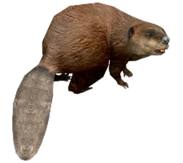 Realistic Beaver PNG Transparent Background