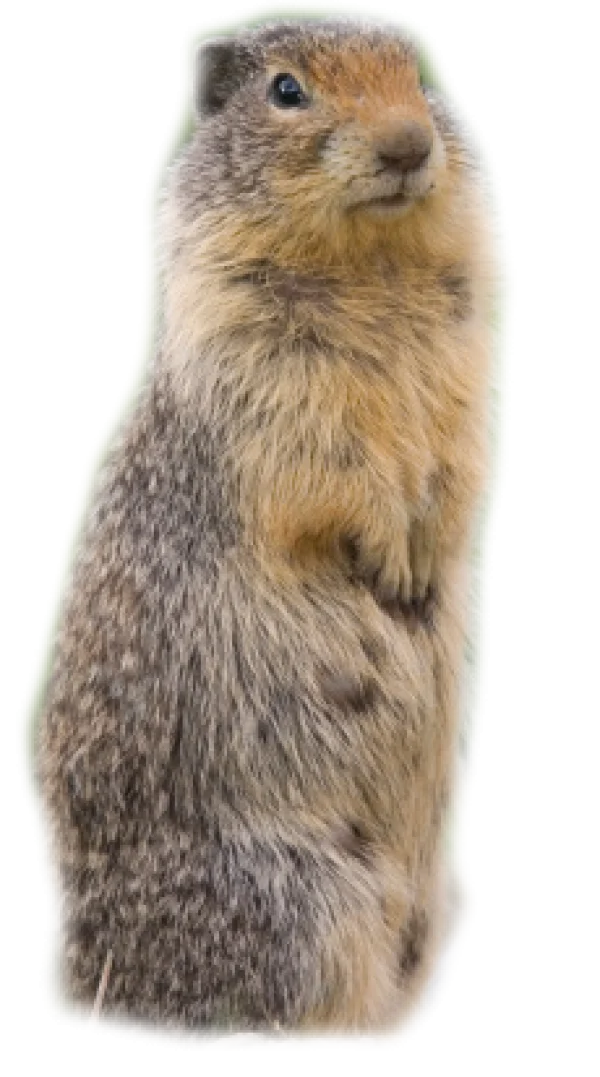 Groundhog Standing Up Transparent Background PNG