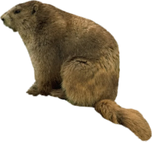 Groundhog PNG Transparent Background
