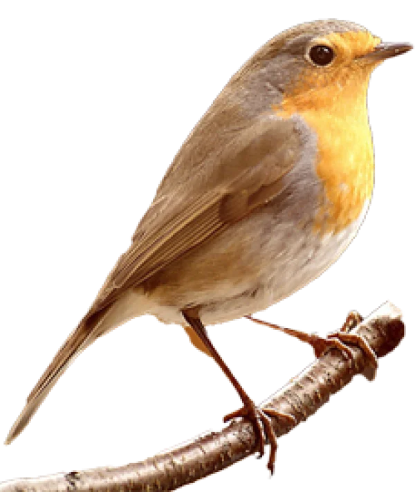 European Robin Bird on Branch PNG