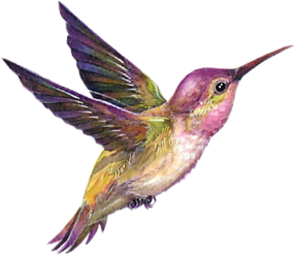 Vibrant Watercolor Hummingbird PNG