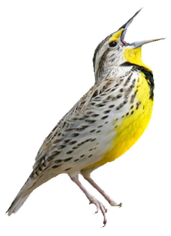 Yellow Bird Singing Transparent PNG